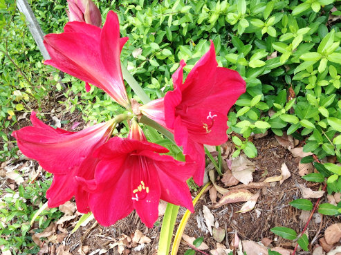 dramatic coloured red hippeastrum