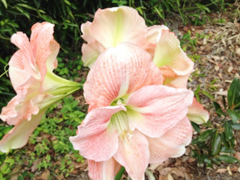 gentle candy stripe pink and white