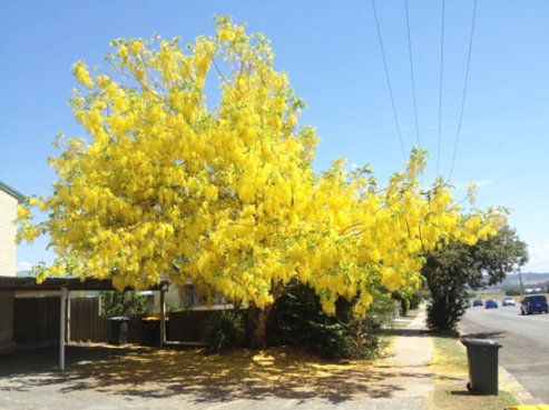 golden rain found in beaudesert
