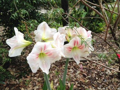 hippeastras in bloom