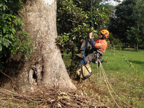 installing nesting boxes in big eucalypts