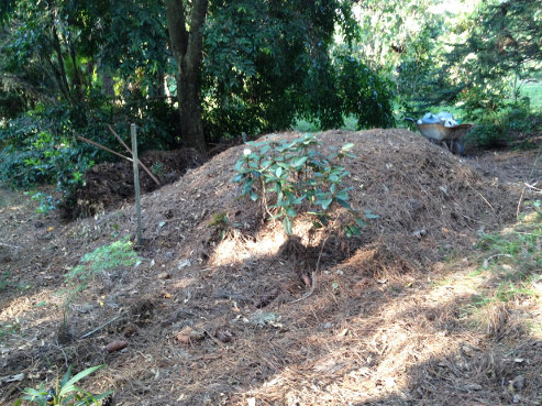 plants drowning in turkeys nest
