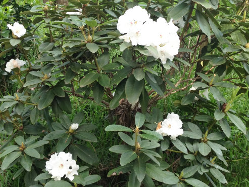rhododendron mt everest